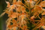 Yellow fringed orchid